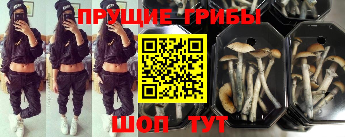 Псилоцибиновые грибы Psilocybe Тамбов